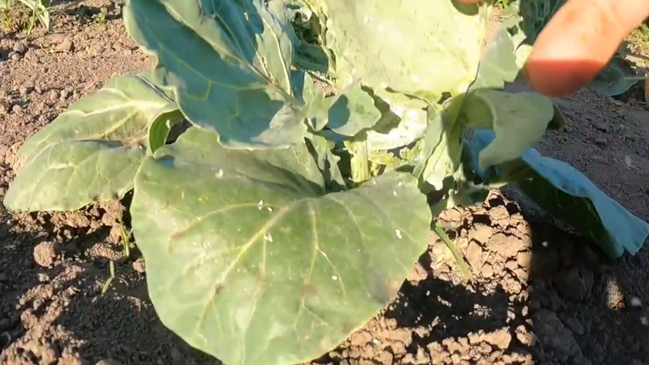 Главная картинка новости: Избавилась от белокрылки раз и навсегда: растворяю ложку в литре воды и радуюсь результату - 3 рабочих способа борьбы