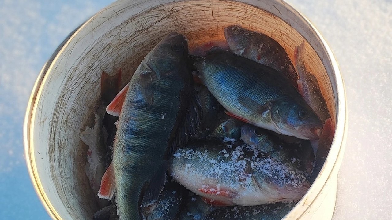 Главная картинка новости: В Коми объявлена война браконьерам: регион усилит контроль за незаконным рыболовством