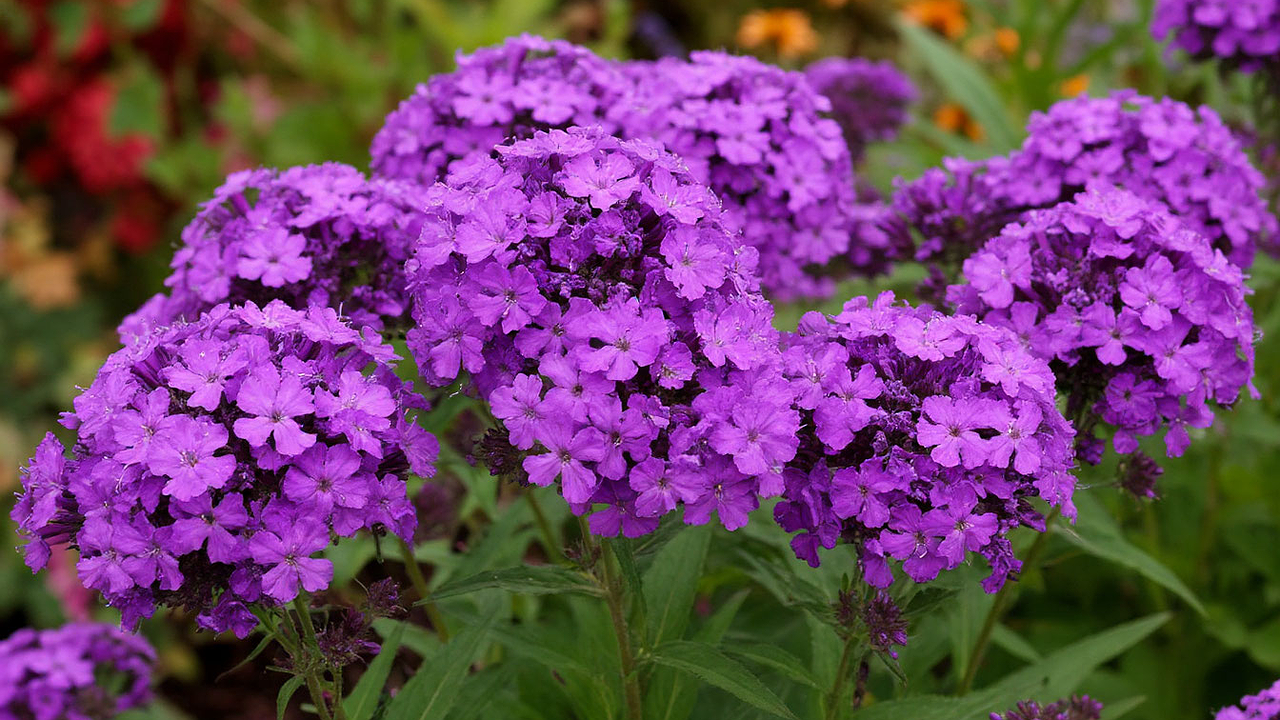 Главная картинка новости: Эффектные многолетники для ленивых: цветут богато целое лето и не требуют к себе внимания