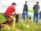 Жители Коми массово занялись воспитанием питомцев: спрос на кинологов вырос на 57%