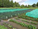 Проливные дожди в Коми угрожают урожаю: агроном рассказала, как спасти посадки