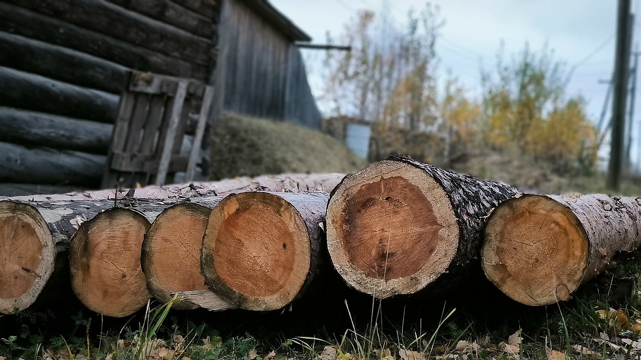 Главная картинка новости: Республика Коми наращивает экспорт лесопродукции: 823 тысячи кубометров за полгода