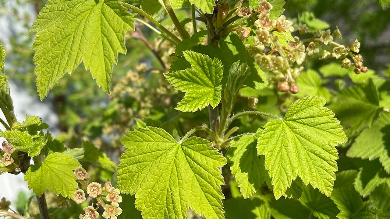 Главная картинка новости: Воткнула под смородину — вся тля пропала за 1 день: даже обрабатывать не нужно — листья чистые полное лето