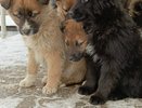 В Республике Коми возбуждено уголовное дело о массовой гибели животных в частном приюте