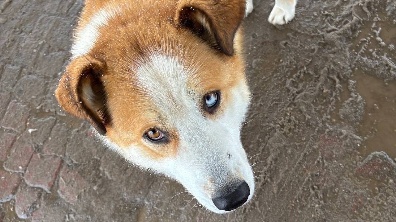 Главная картинка новости: Приют для собак в Коми работает с перегрузкой в 2,5 раза