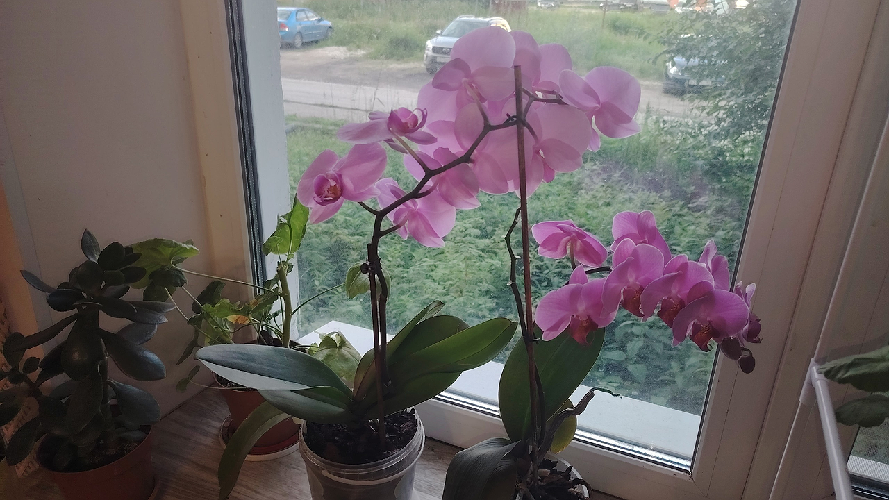 Главная картинка новости: Лью в горшок в июле — и фиалка становится неотразимой: цветёт так, словно на показ готовится — бутонизация будет эталонной