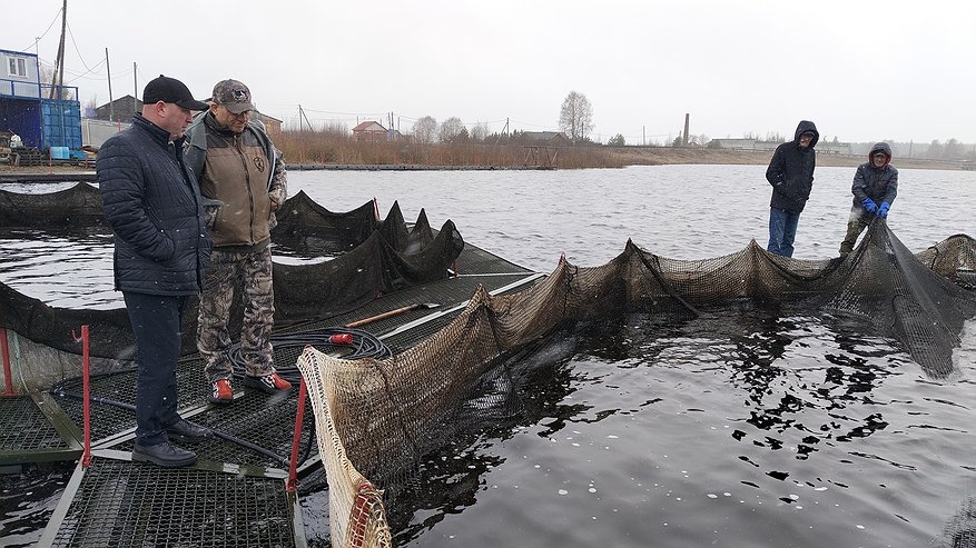 Главная картинка новости: Рыбная отрасль Коми показывает рекордный рост: уловы увеличились на 37%