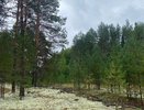 В Республике Коми 18 июля прогнозируются дожди и порывистый ветер