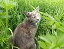 В Коми стартует программа по бесплатной стерилизации кошек и собак