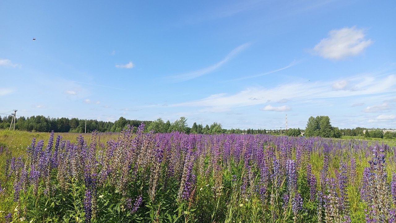 Главная картинка новости: Контрастный Коми: юг купается в тепле, север борется с непогодой 19 июля