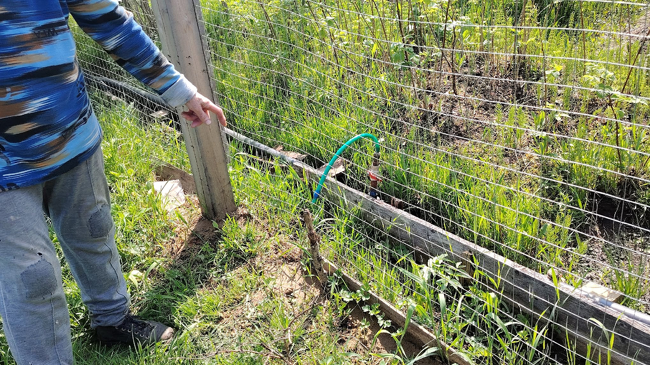 Главная картинка новости: Хуже борщевика: как вредное растение из Америки захватывает всю Россию - берегите от него свой дачный участок