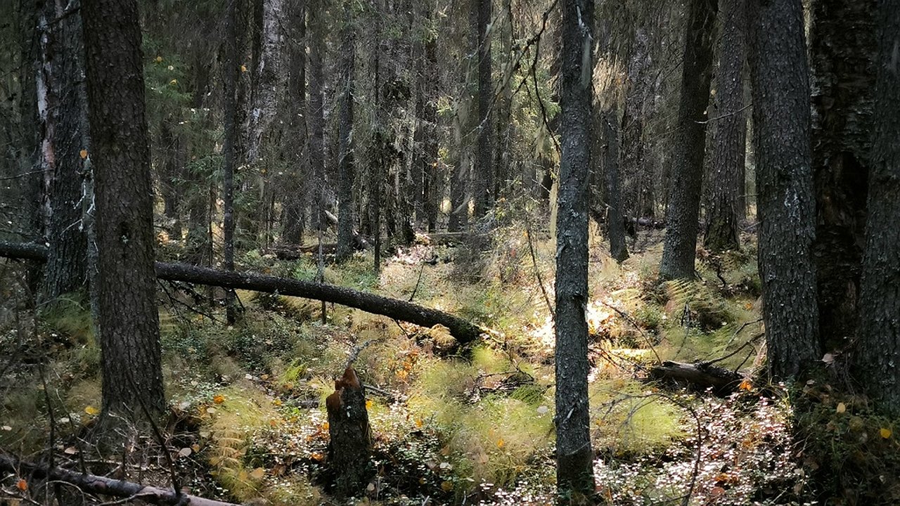 Главная картинка новости: В Коми обнаружен медведь со смертельно опасным заболеванием