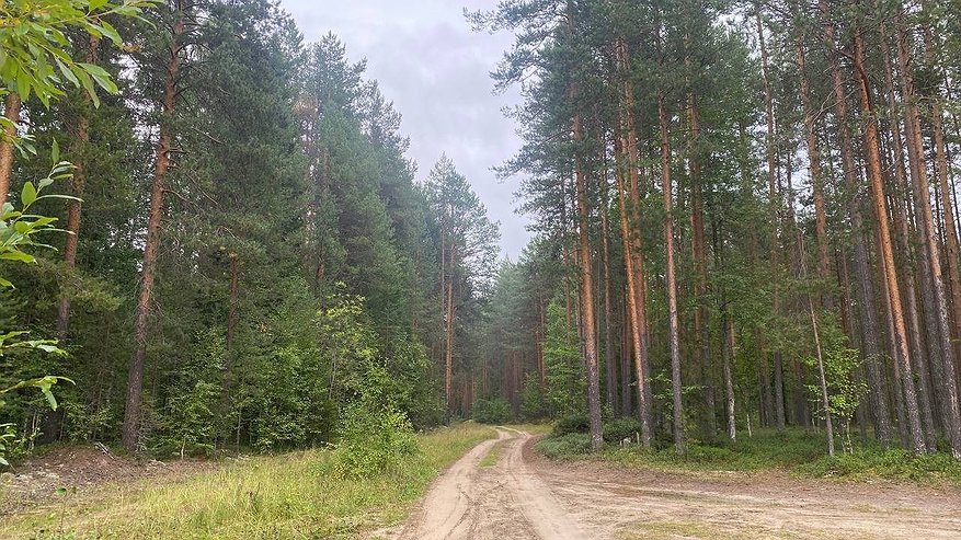 Главная картинка новости: В Коми спасатели разыскивали пенсионерку, заблудившуюся в лесу