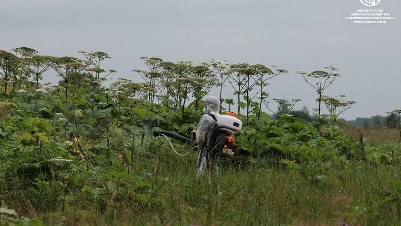 Главная картинка новости: Минсельхоз Коми заимствует у Подмосковья методы борьбы с борщевиком