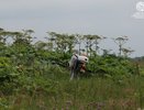Минсельхоз Коми заимствует у Подмосковья методы борьбы с борщевиком
