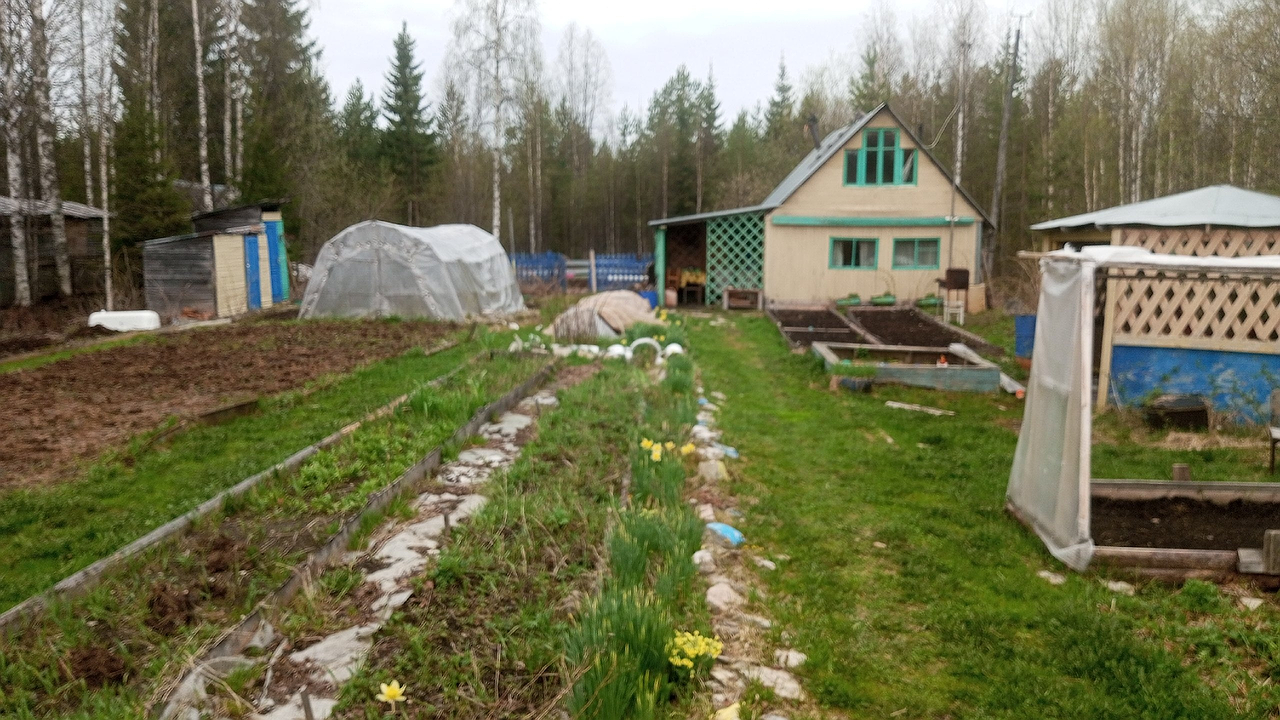 Главная картинка новости: Сорняки падают замертво: 1 стакан на ведро воды — и огород засияет как райский сад