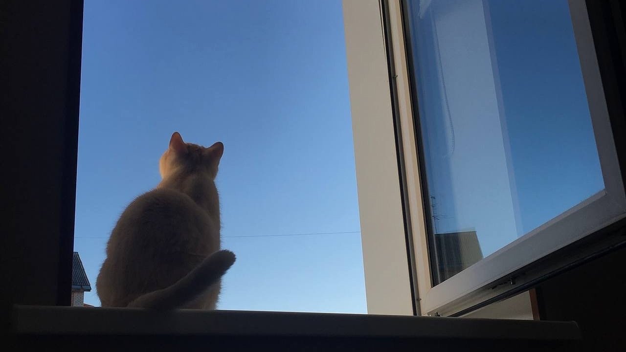 Главная картинка новости: В Коми вынесли приговор мужчине за жестокое обращение с животным