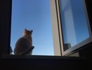 В Коми вынесли приговор мужчине за жестокое обращение с животным