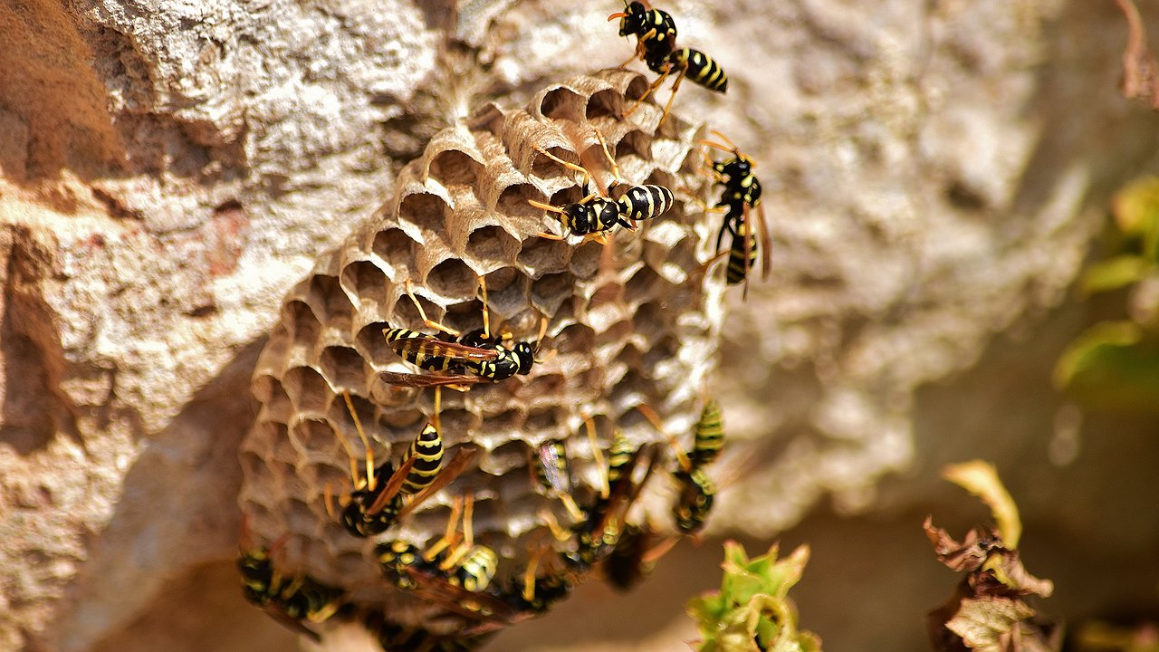 Главная картинка новости: Как решить проблему с осами на даче и участке: действенные, легкие и проверенные методы