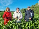 В Коми выполнили план по посеву кукурузы для силоса
