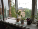 Одна чайная ложка — и окна не трогаю до поздней осени: копеечный трюк для ленивых