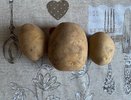 В Коми испытывают биопрепараты для защиты картофеля