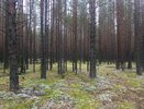 В Коми проверили состояние молодых лесных массивов