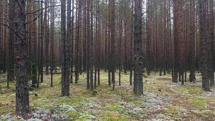 Главная картинка новости: В Коми проверили состояние молодых лесных массивов