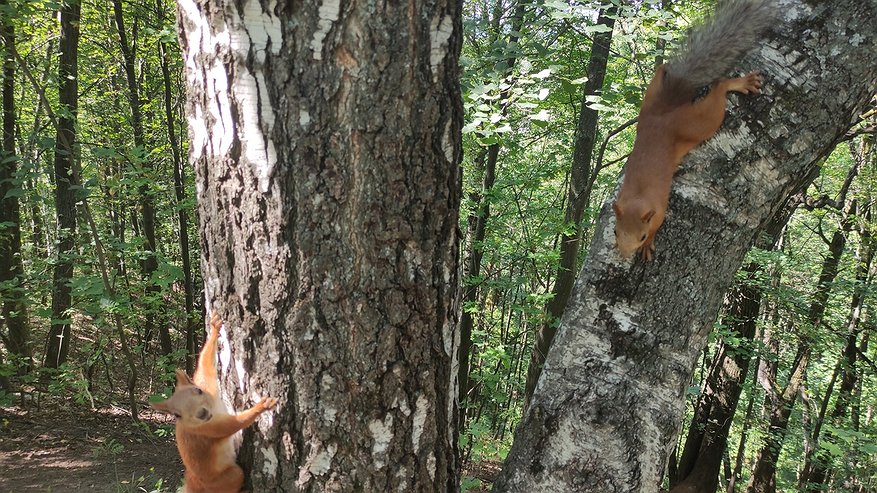 Главная картинка новости: Прокуратура добилась возврата 38 миллионов рублей от арендаторов лесных участков в Коми