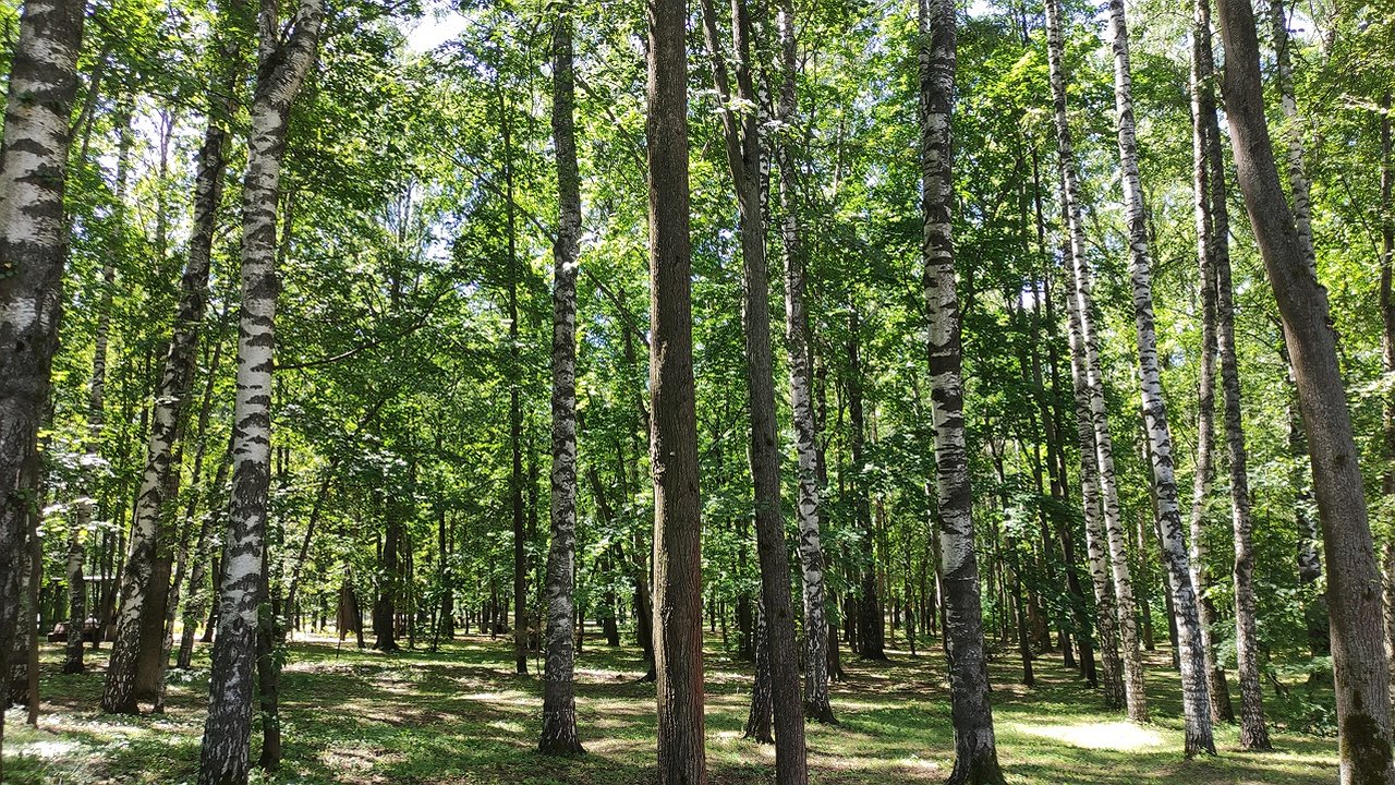 Главная картинка новости: В Коми с 1 августа стартует охота на бурых медведей, кабанов и волков