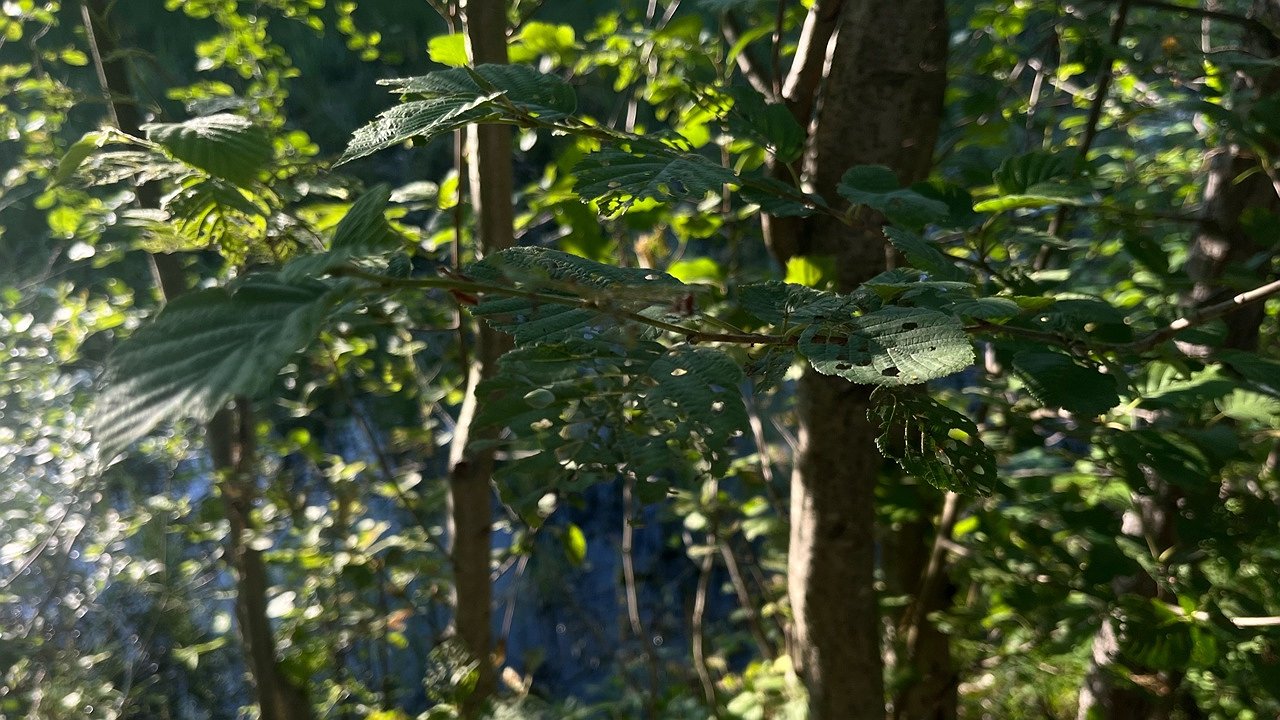 Главная картинка новости: В Коми сотрудники спасслужбы вывели из леса двух заблудившихся пенсионеров