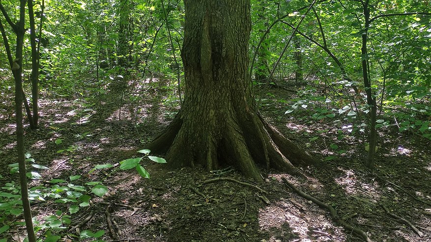 Главная картинка новости: Инженера в Коми обвинили в незаконной вырубке леса после аварии на скважине