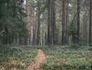 В Коми ввели карантин из-за вспышки сибирского шелкопряда