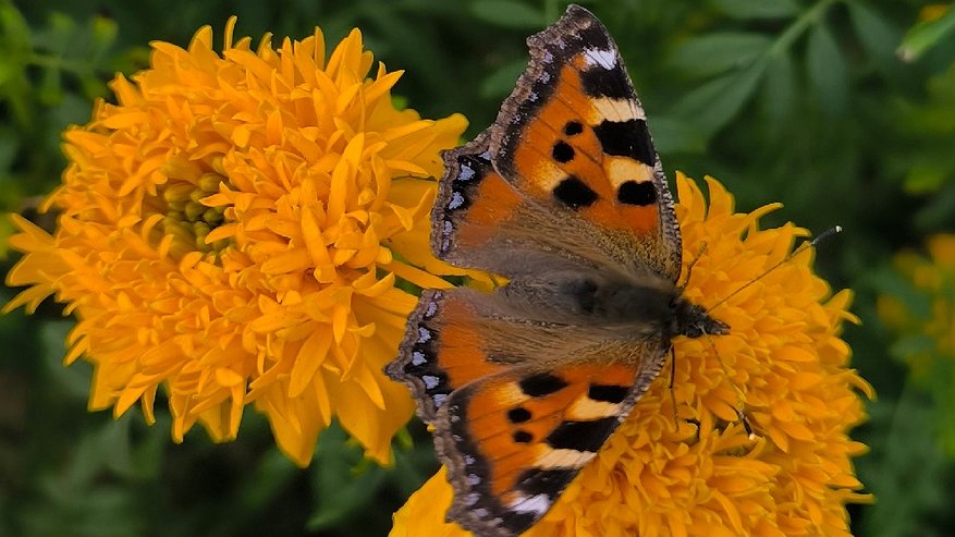 Главная картинка новости: В Коми несколько хозяйств улучшат почвы с помощью субсидий