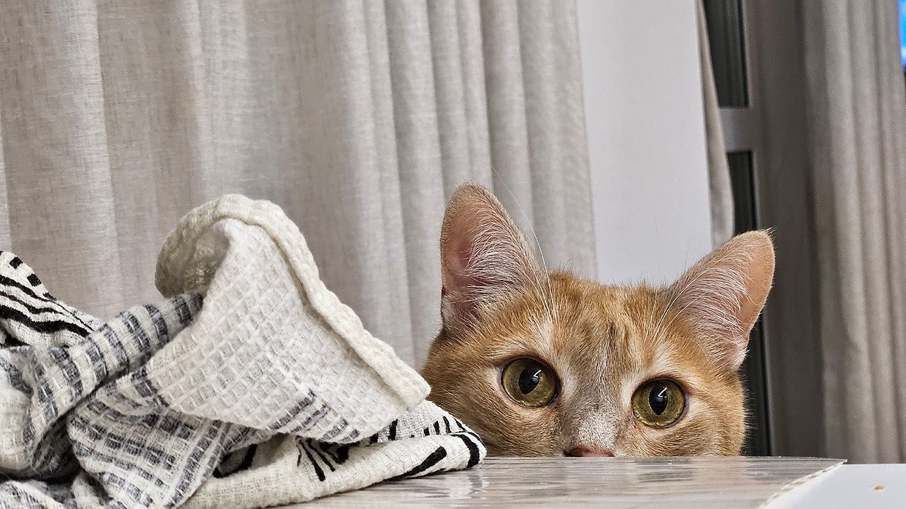 Главная картинка новости: В Коми будут бесплатно стерилизовать домашних животных