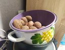 В Коми запатентовали сорт картофеля «Печорский», выведенный для сурового климата