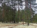 В Коми за неделю ликвидировали 17 очагов лесных возгораний