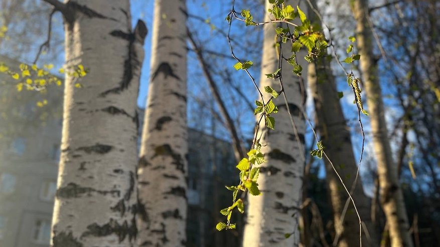 Главная картинка новости: В Коми падение берёзы на рабочего обернулось выплатой 1,6 миллиона рублей