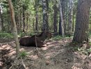 В Коми открыли прием заявлений на добычу лося