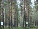 В Коми зафиксированы два новых лесных пожара