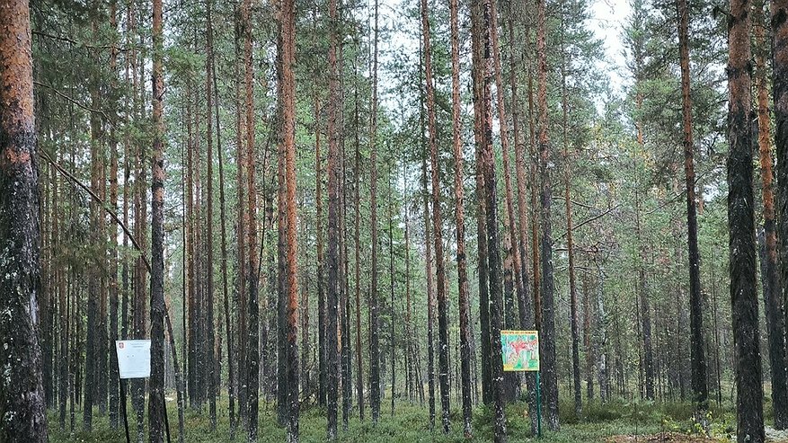 Главная картинка новости: В Коми зафиксированы два новых лесных пожара