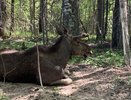 Жителя Коми обязали выплатить 80 тысяч за погибшую лосиху