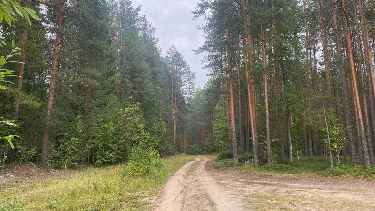 Главная картинка новости: Грибников будут задерживать и штрафовать: это строгое правило вводится с 21 августа