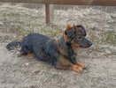 Суд в Коми взыскал компенсацию за нападение овчарки на маленькую собаку