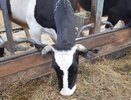 В Коми сельхозпредприятия выполнили план по заготовке сена