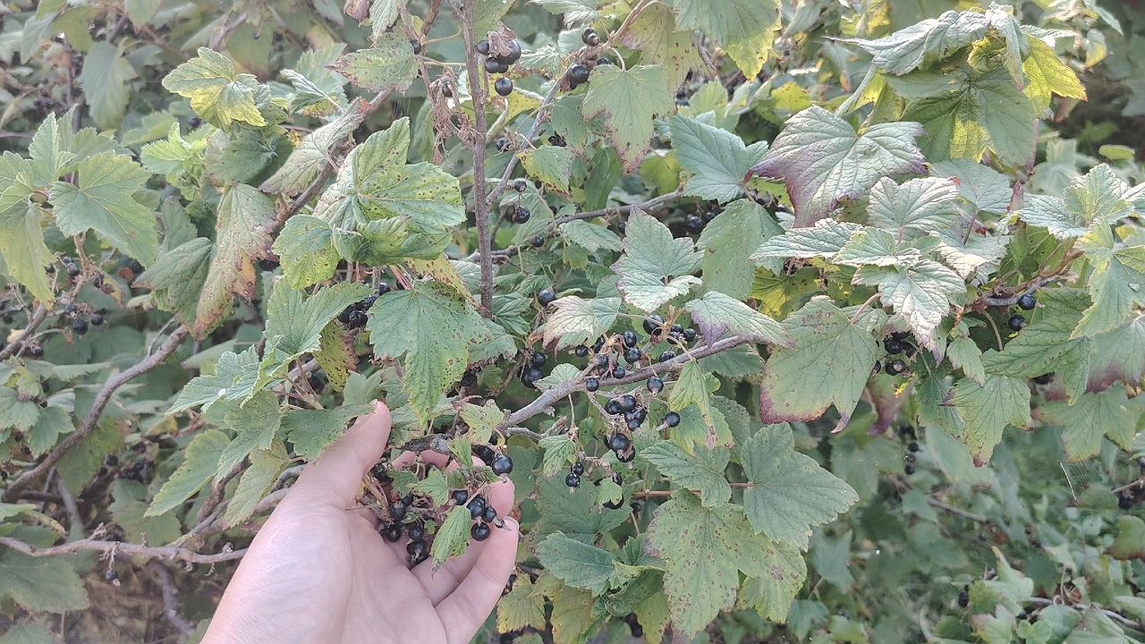 Главная картинка новости: Этот "сорняк" под кустами смородины — не враг, а друг. Почему его специально сажают в питомниках