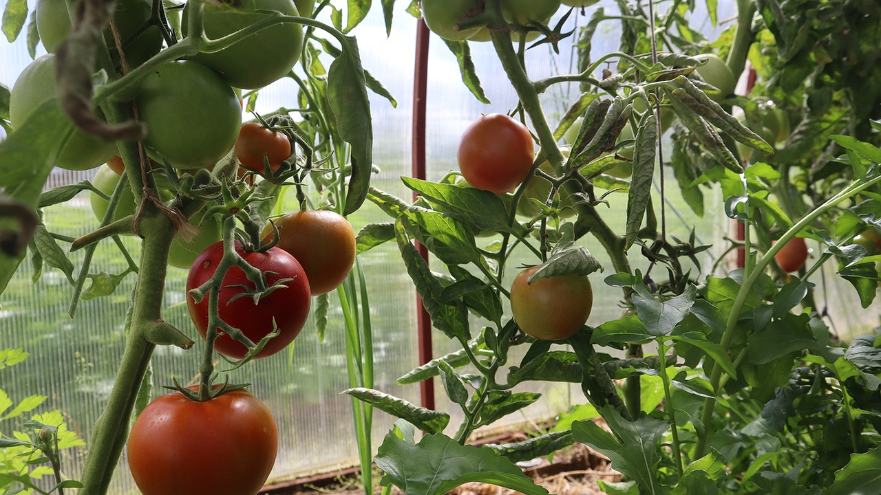 Главная картинка новости: Закапываю самосев помидоров по совету 78-летней соседки. За 15 лет рассаду не брала ни разу