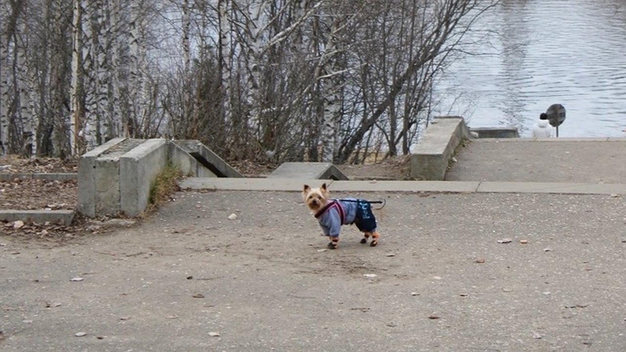 Главная картинка новости: Женщина лишилась денег при покупке щенка в Коми