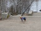 Женщина лишилась денег при покупке щенка в Коми