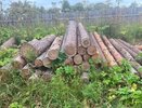 В Коми выявили предпринимателей, незаконно вырубавших лес